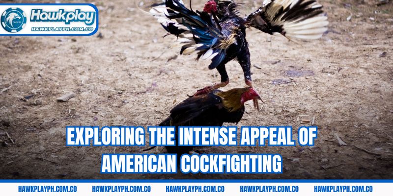 Exploring the intense appeal of American cockfighting