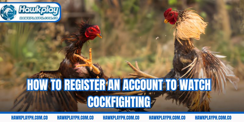 How to register an account to watch cockfighting