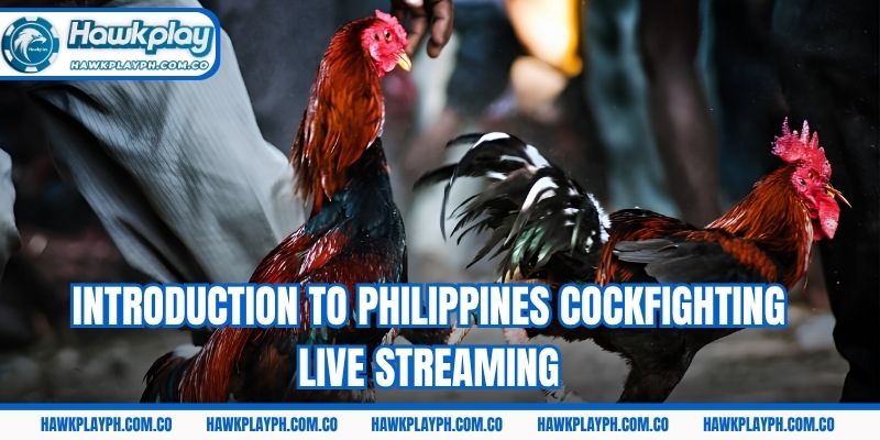 Introduction to Philippines cockfighting live streaming