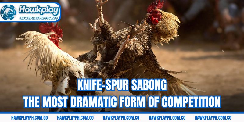 Knife-spur sabong – The most dramatic form of competition
