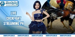Live cockfight streaming PH