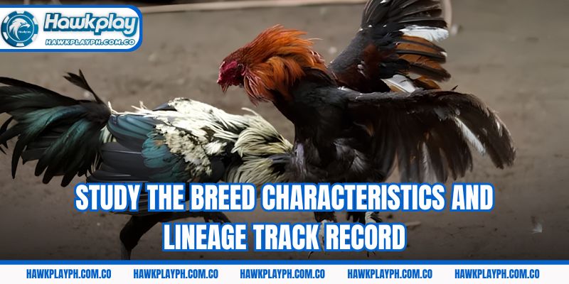 Study the breed characteristics and lineage track record