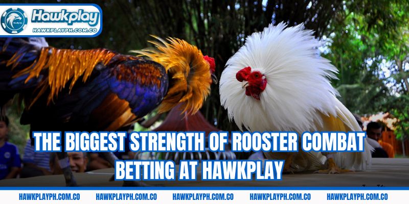 The biggest strength of rooster combat betting at Hawkplay